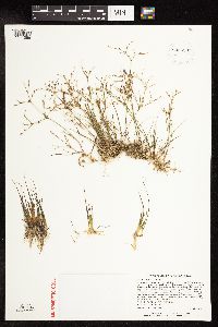 Juncus pelocarpus image