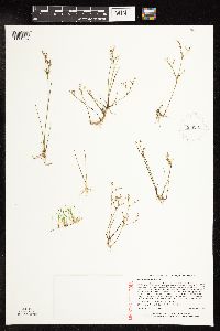 Juncus pelocarpus image