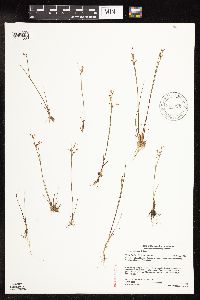 Juncus pelocarpus image
