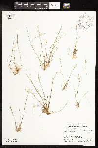 Juncus pelocarpus image