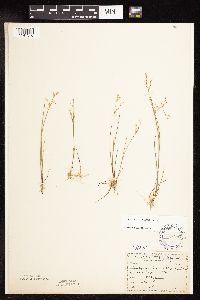Juncus pelocarpus image
