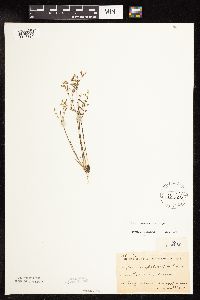 Juncus pelocarpus image