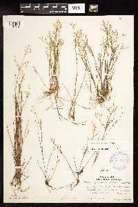 Juncus pelocarpus image