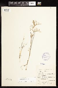 Juncus pelocarpus image