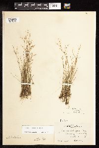 Juncus pelocarpus image