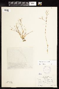 Juncus pelocarpus image