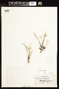 Juncus pelocarpus image