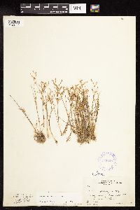 Juncus pelocarpus image