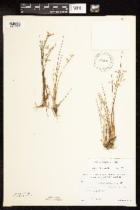 Juncus pelocarpus image