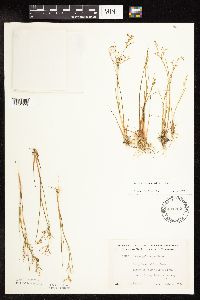 Juncus pelocarpus image