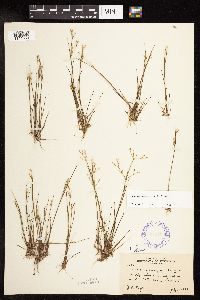 Juncus pelocarpus image