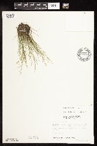 Juncus pelocarpus image