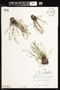 Juncus pelocarpus image