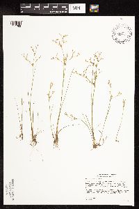 Juncus pelocarpus image