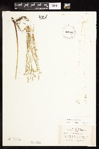 Juncus pelocarpus image