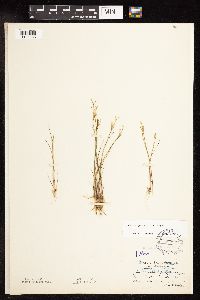 Juncus pelocarpus image
