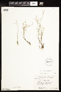 Juncus pelocarpus image