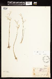 Juncus pelocarpus image