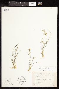 Juncus pelocarpus image