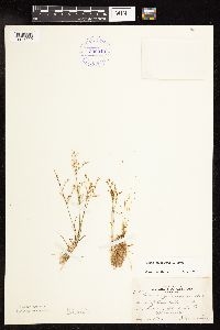 Juncus pelocarpus image