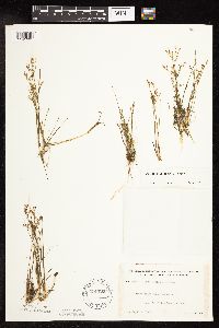 Juncus pelocarpus image
