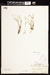 Juncus pelocarpus image