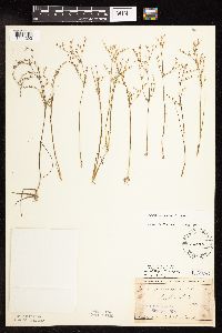 Juncus pelocarpus image