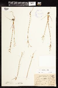 Juncus pelocarpus image