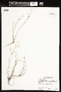 Juncus pelocarpus image