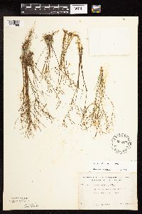 Juncus pelocarpus image
