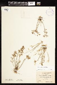 Juncus pelocarpus image