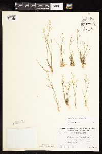 Juncus pelocarpus image