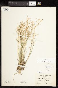 Juncus pelocarpus image