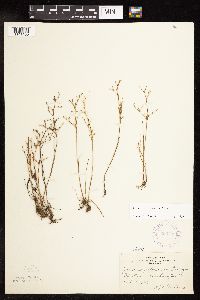 Juncus pelocarpus image