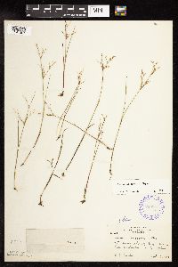 Juncus pelocarpus image