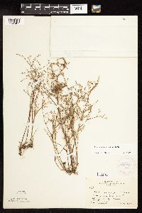 Juncus pelocarpus image