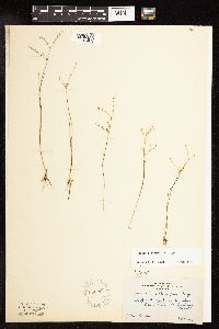 Juncus pelocarpus image