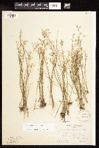 Juncus pelocarpus image