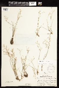 Juncus pelocarpus image