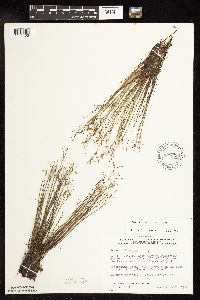 Juncus pelocarpus image
