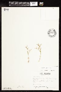 Juncus pelocarpus image