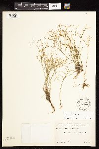 Juncus pelocarpus image