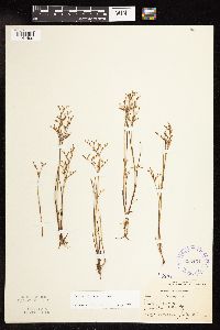 Juncus pelocarpus image