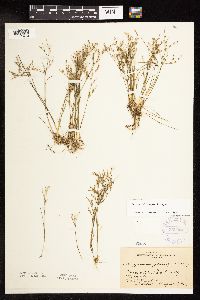 Juncus pelocarpus image