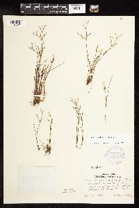 Juncus pelocarpus image