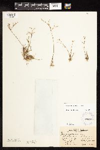 Juncus pelocarpus image