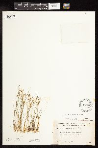 Juncus pelocarpus image