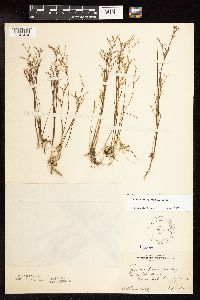 Juncus pelocarpus image