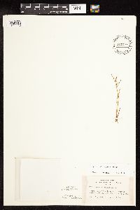 Juncus pelocarpus image