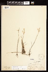 Juncus pelocarpus image